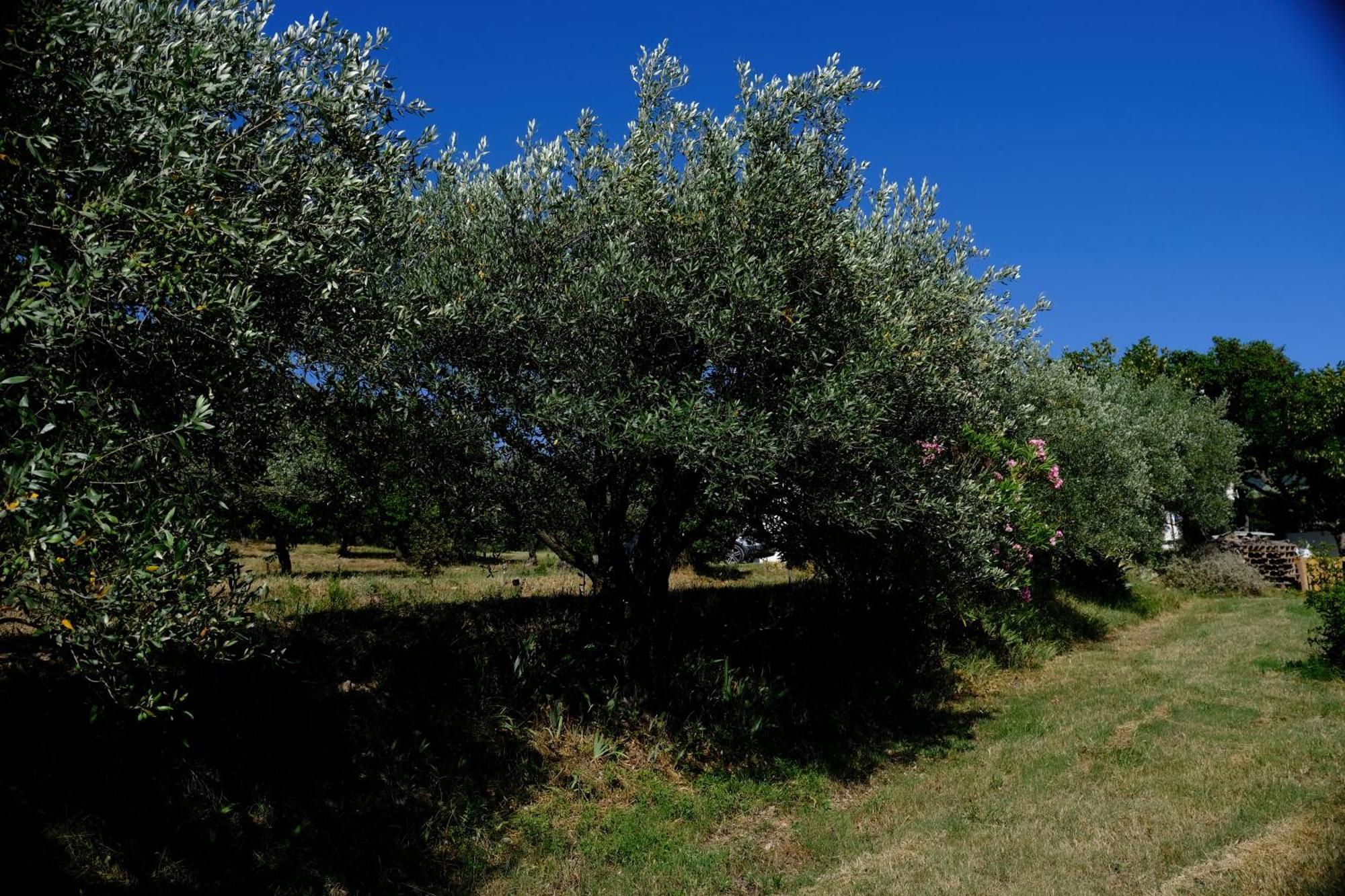 הוילה ניונס Terre De Lumiere מראה חיצוני תמונה