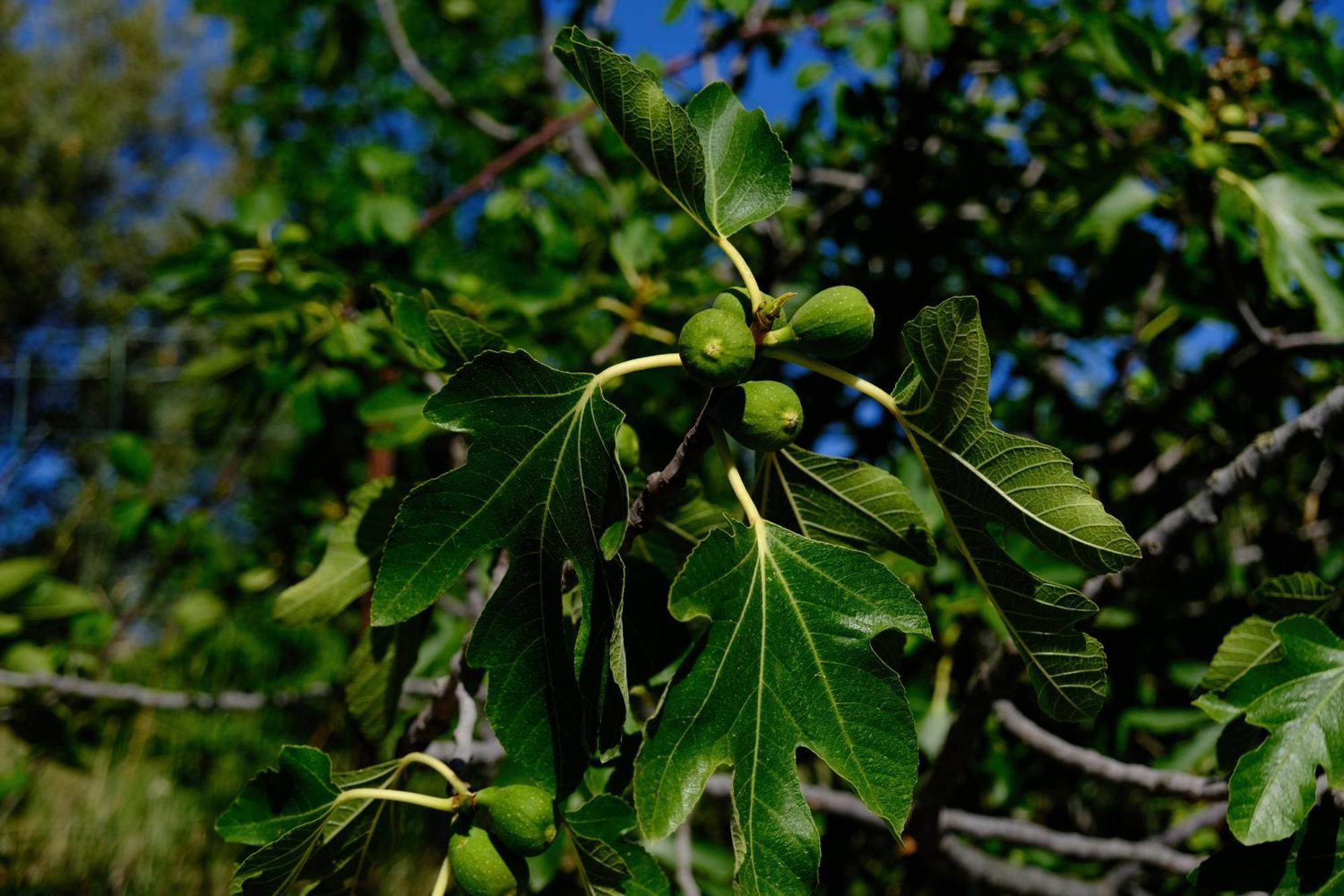 הוילה ניונס Terre De Lumiere מראה חיצוני תמונה